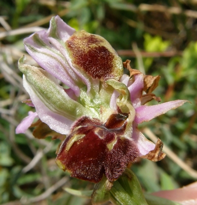 lusus di Ophrys exaltata subsp montis leonis